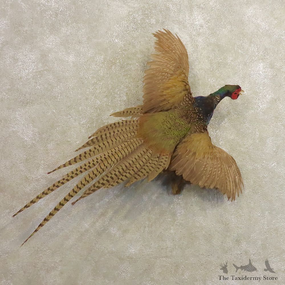 Green Pheasant Taxidermy Mount #20487 For Sale @ The Taxidermy Store