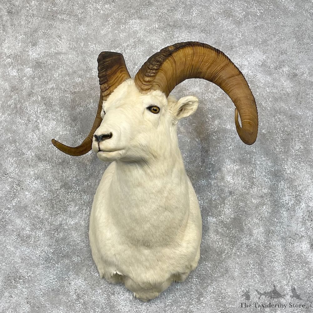 Dall Sheep Shoulder Mount For Sale #28454 @ The Taxidermy Store