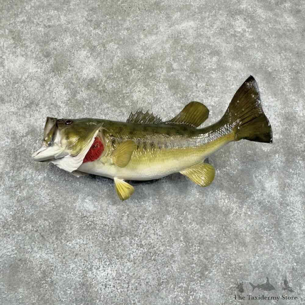 Largemouth Bass Fish Mount For Sale #30888 @ The Taxidermy Store