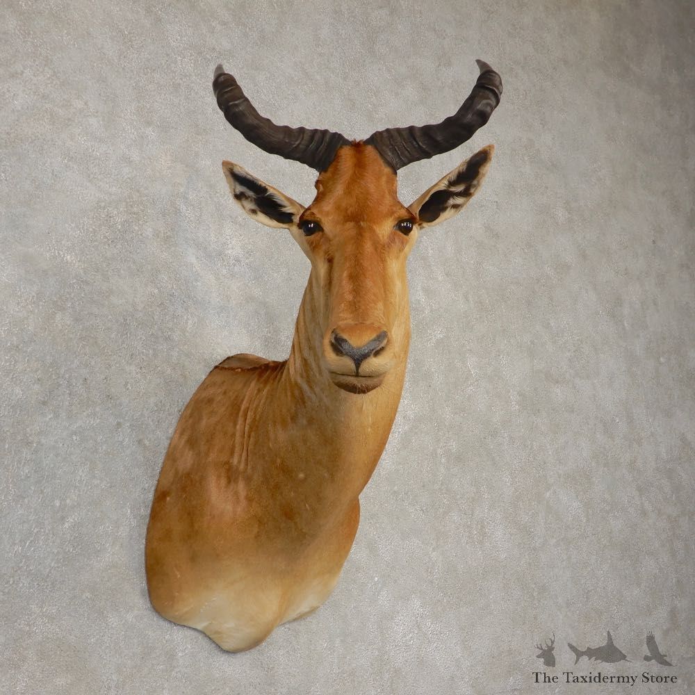 Coke's Hartebeest Shoulder Mount For Sale #20513 @ The Taxidermy Store