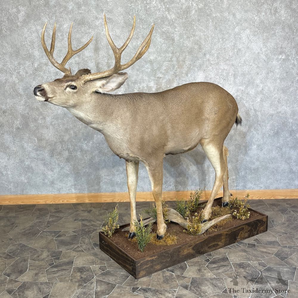 Mule Deer Life-Size Mount For Sale #25369 For Sale @ The Taxidermy Store