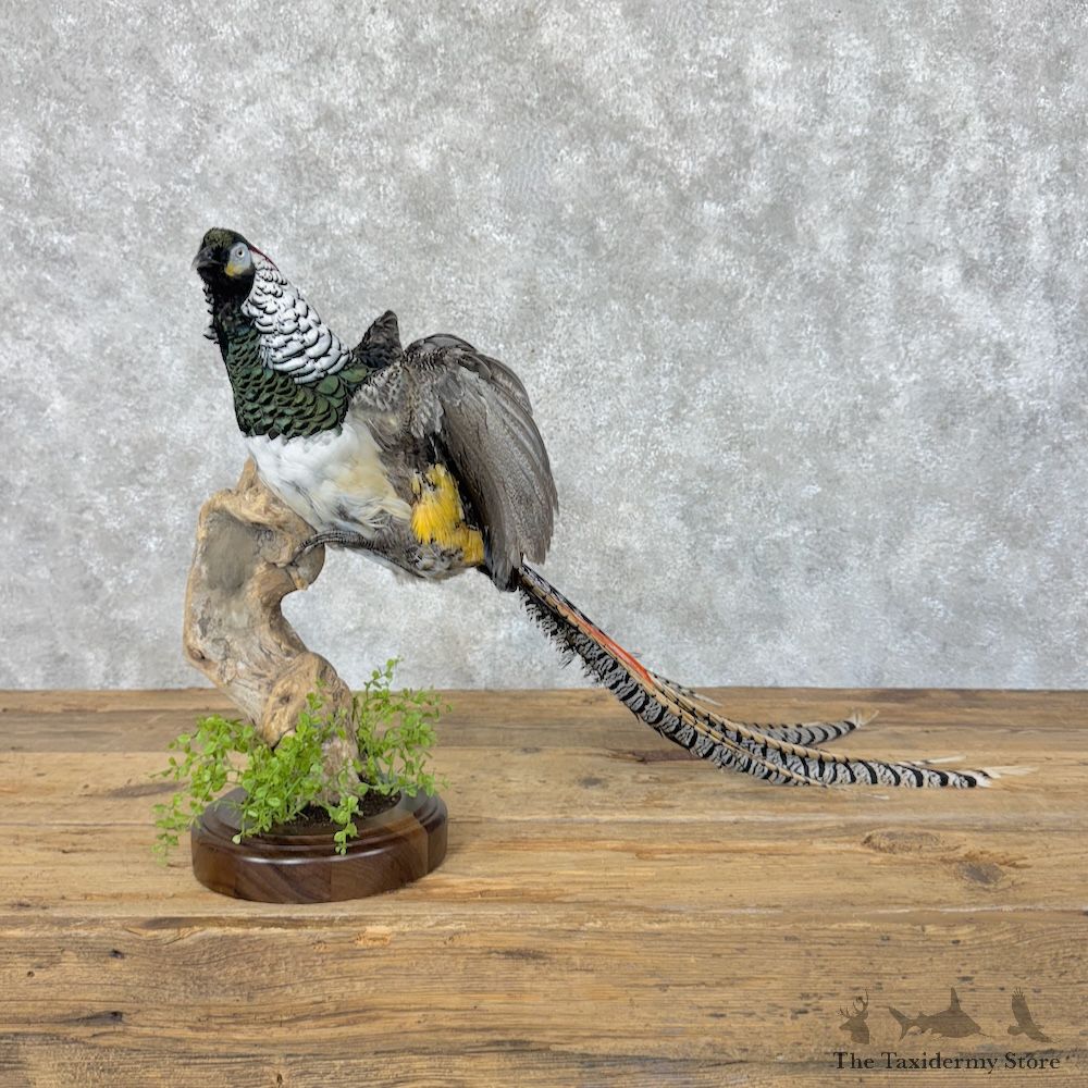 Lady Amherst Pheasant Bird Mount For Sale #30055 @ The Taxidermy Store