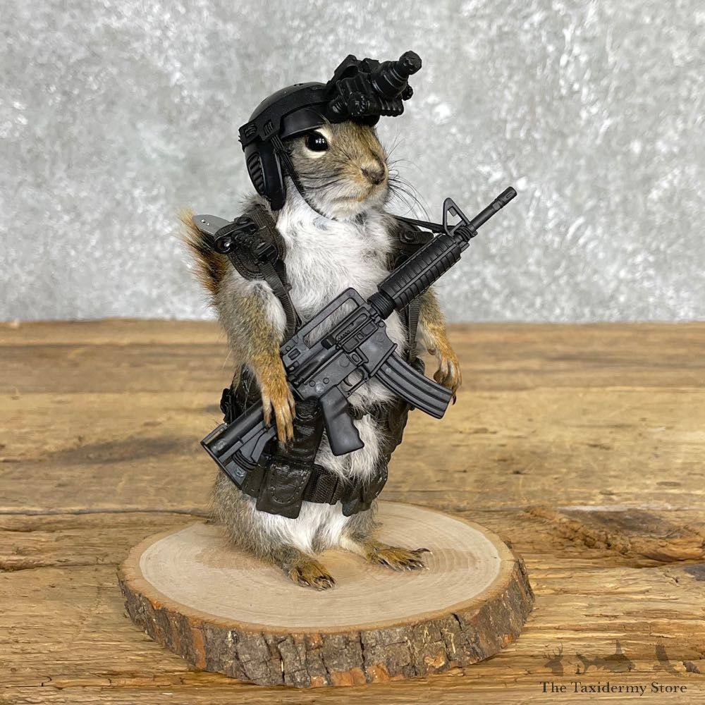Soldier Squirrel Novelty Mount For Sale #24166 @ The Taxidermy Store