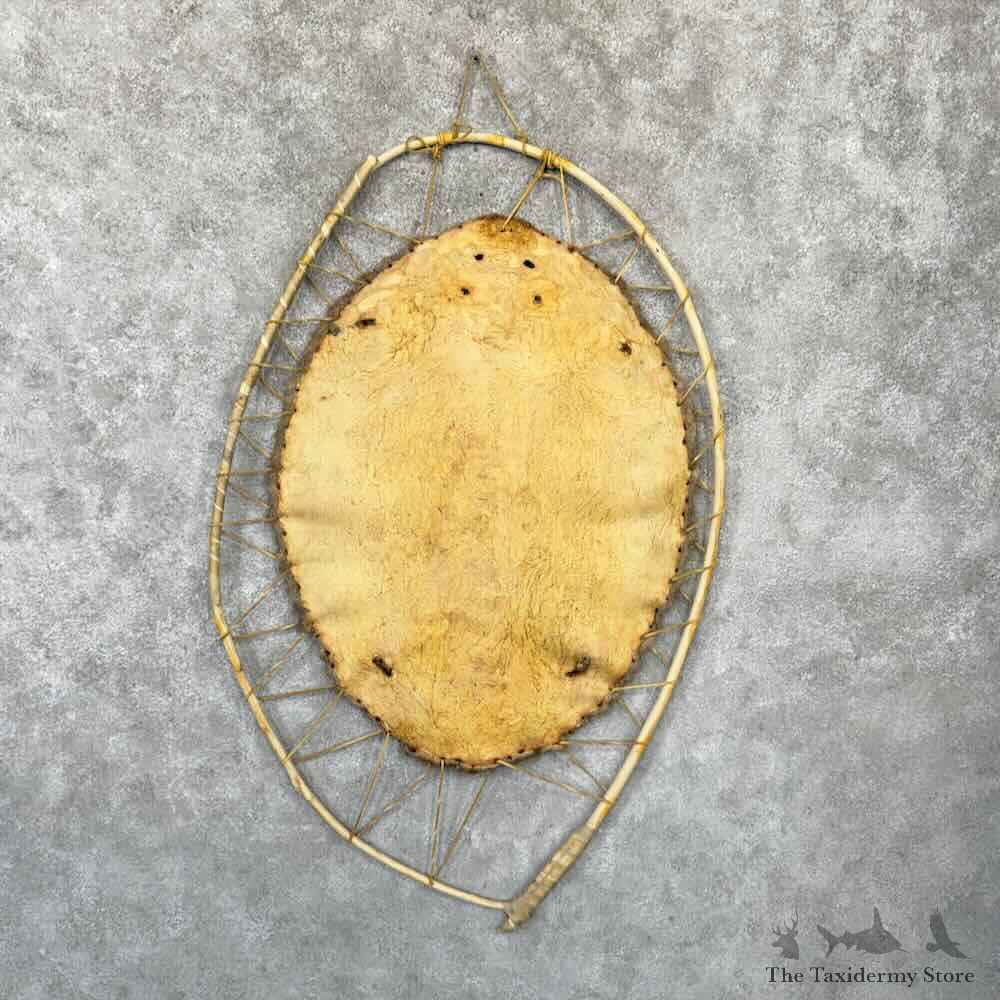 North American Beaver Stretched Hide Hoop For Sale #32302 @ The Taxidermy Store