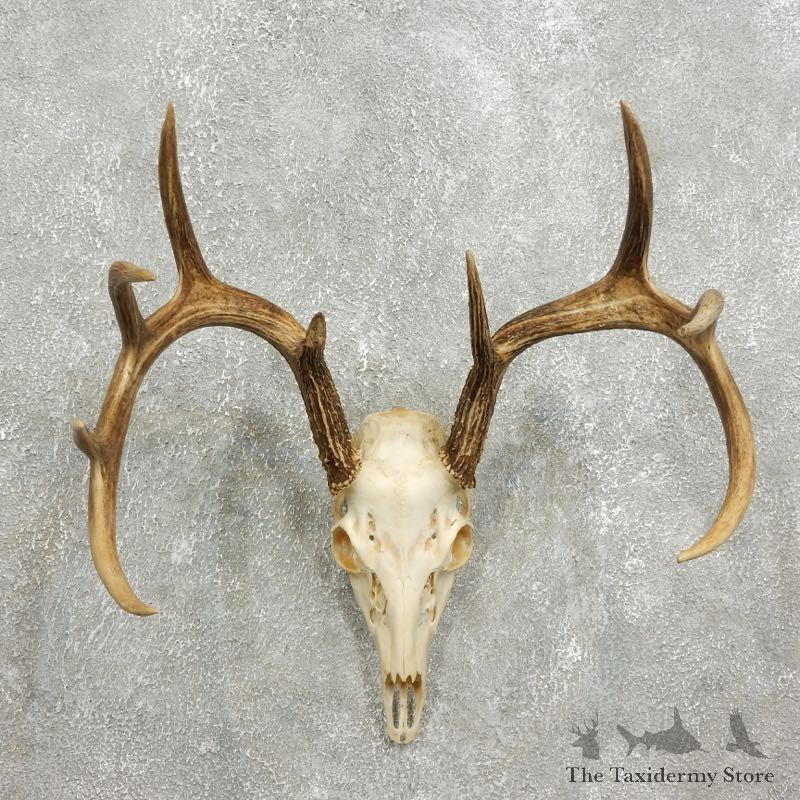 Whitetail Deer Skull European Mount For Sale #17590 @ The Taxidermy Store