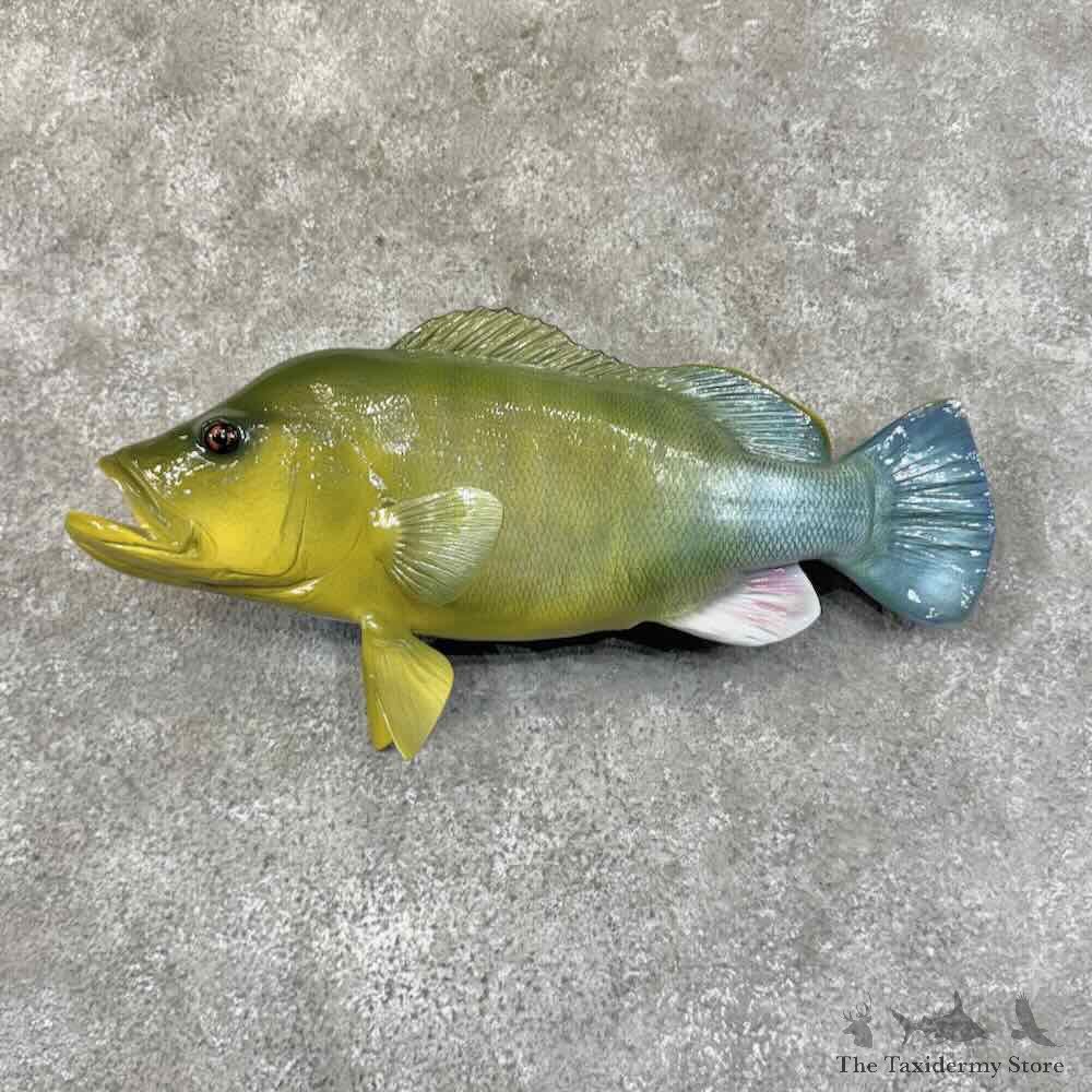 African Cichlid Fish Mount For Sale #31452 @ The Taxidermy Store