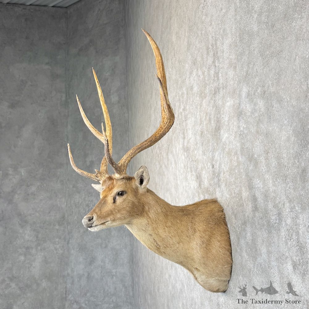Rusa Deer Shoulder Mount For Sale #29862 @ The Taxidermy Store