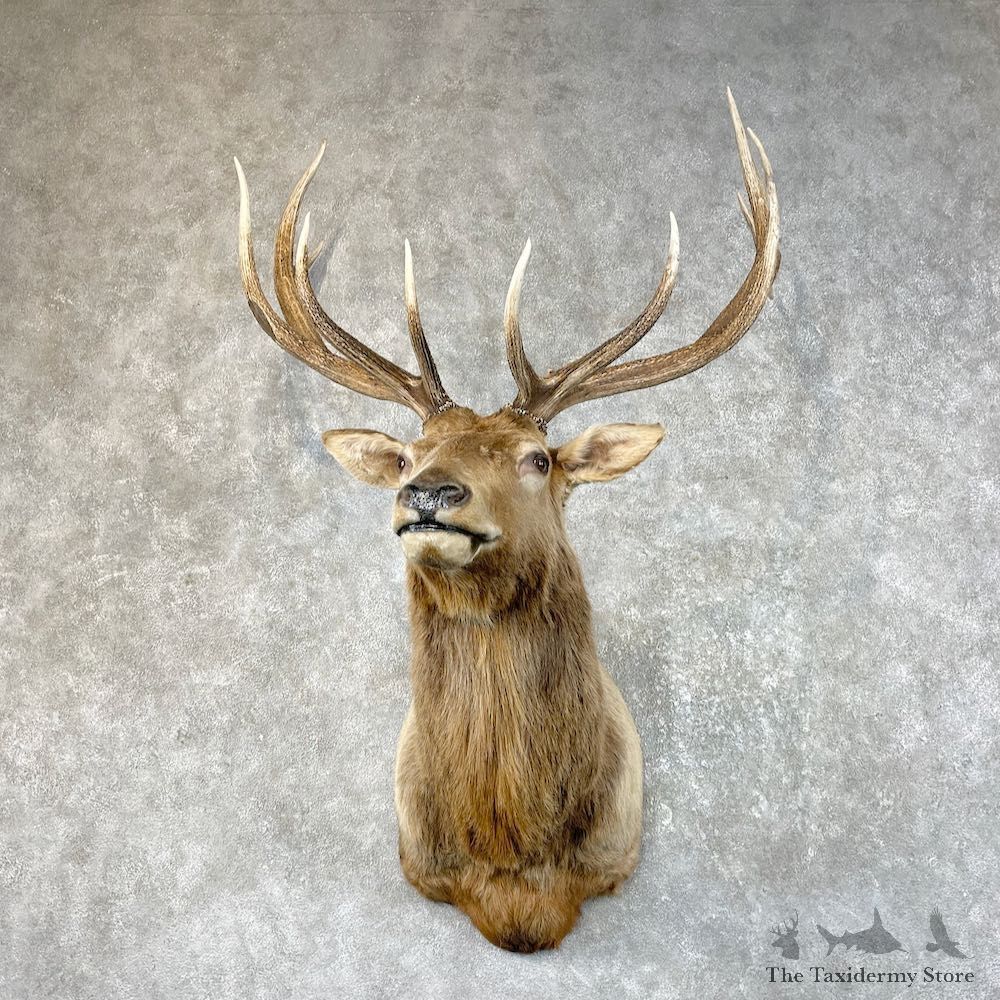 Rocky Mountain Elk Shoulder Mount For Sale #26065 @ The Taxidermy Store