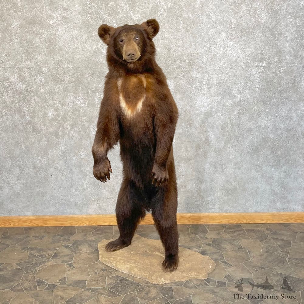 Cinnamon Phase Black Bear Mount For Sale #24850 @ The Taxidermy Store