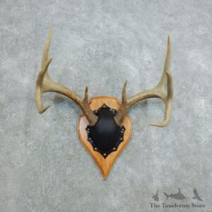 Whitetail Deer Antler Plaque Mount For Sale #18439 @ The Taxidermy Store