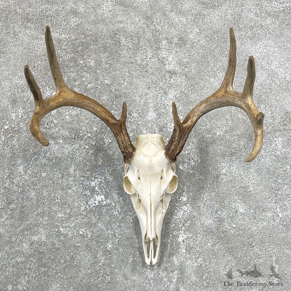 Whitetail Deer Skull European Mount For Sale #24806 @ The Taxidermy Store