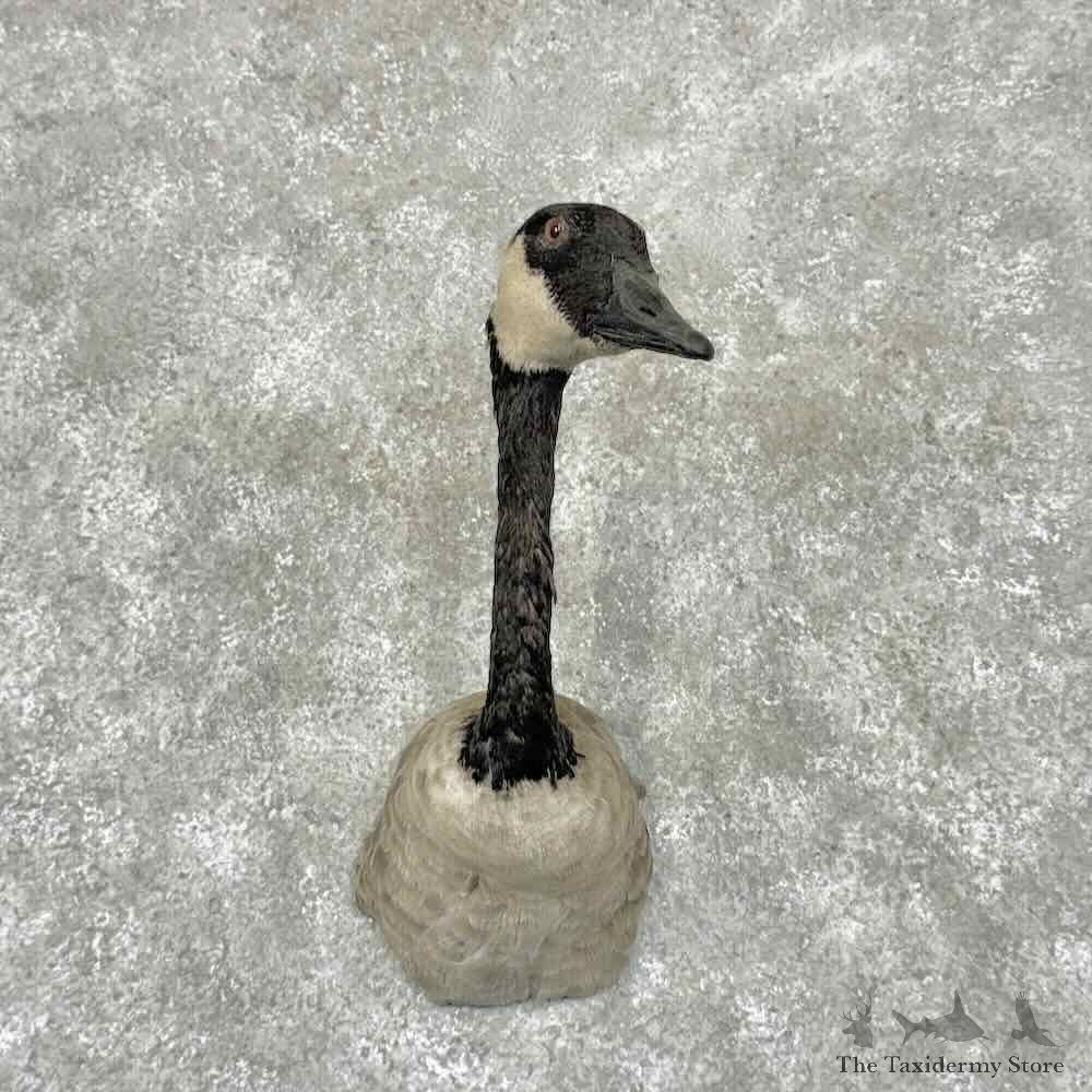 Canada Goose Shoulder Bird Mount For Sale #30971 @ The Taxidermy Store