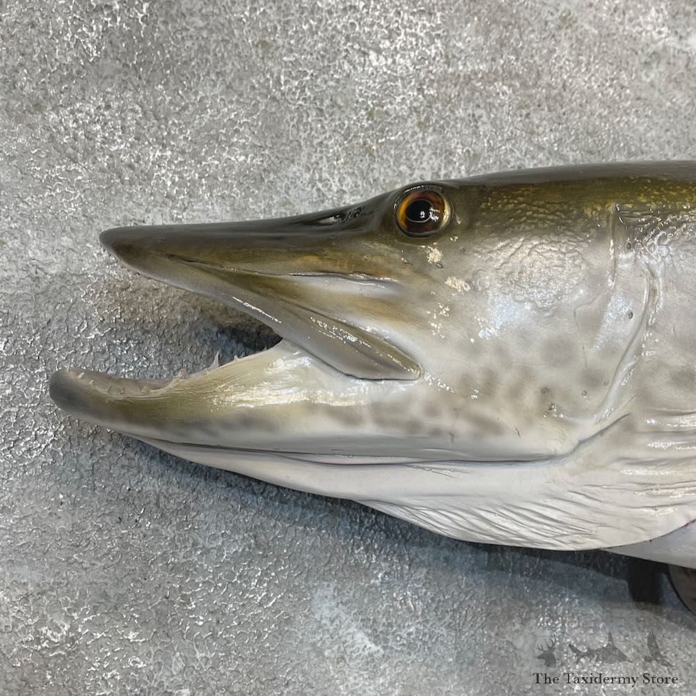 Reproduction Muskellunge Fish Mount For Sale #27230 @ The Taxidermy Store