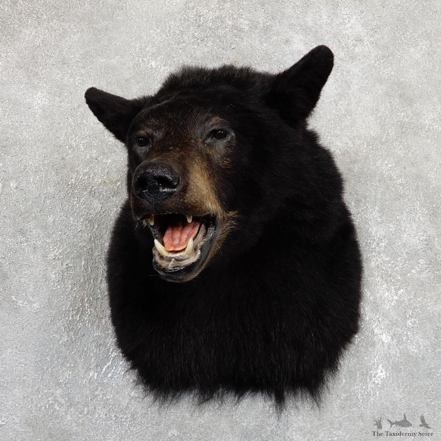Black Bear Shoulder Taxidermy Head Mount For Sale #19629 @ The Taxidermy Store