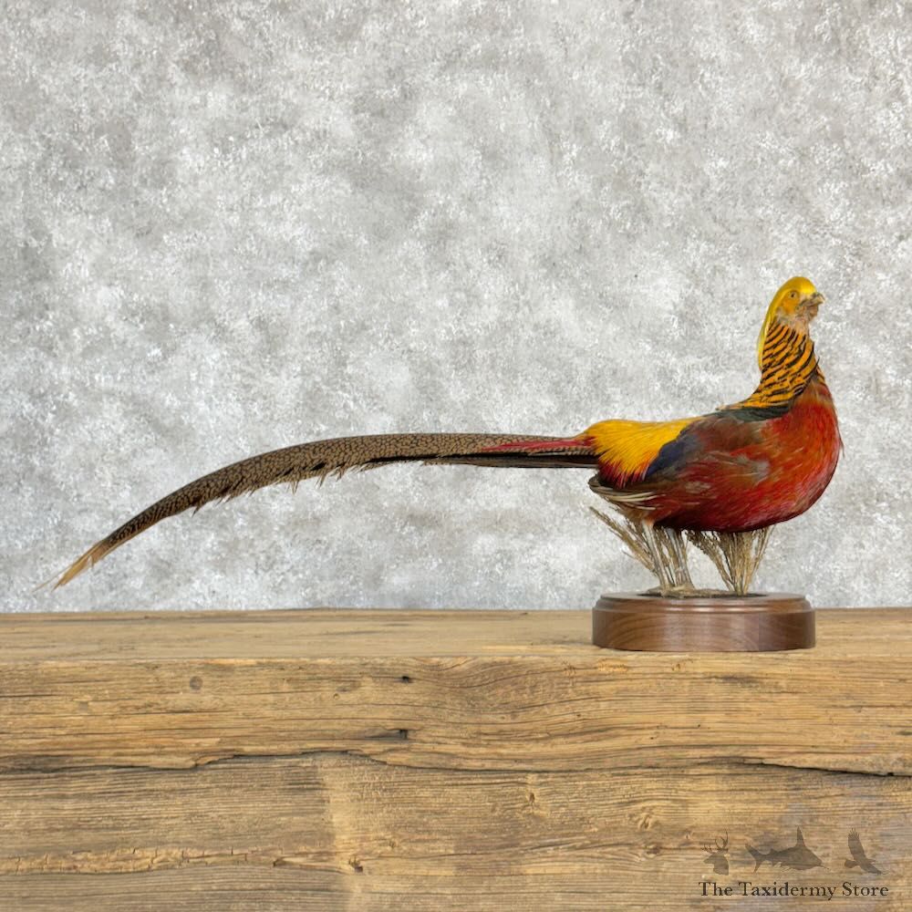 Golden Pheasant Bird Mount For Sale #28984 @ The Taxidermy Store