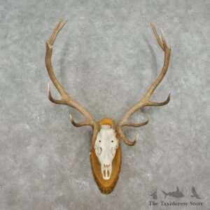 Red Deer Stag Skull European Mount For Sale #17362 @ The Taxidermy Store