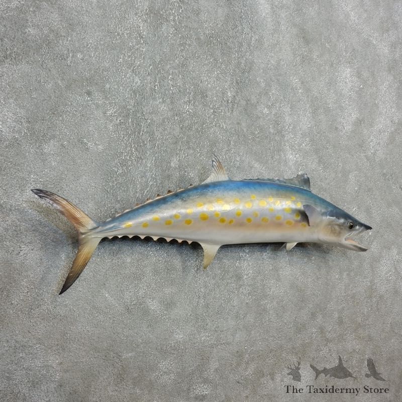 Replica Spanish Mackerel Taxidermy Fish Mount #17794 For Sale @ The Taxidermy Store