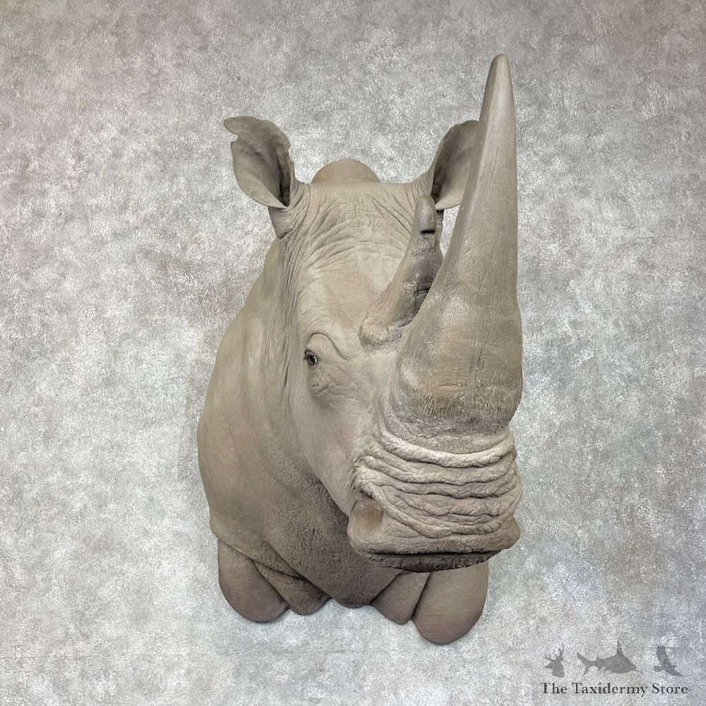 Rhinoceros Replica Shoulder Mount For Sale #25613 @ The Taxidermy Store