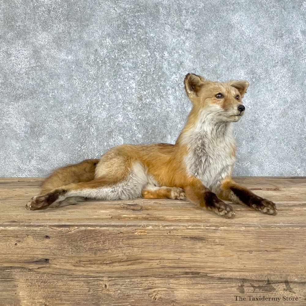 Red Fox Life-Size Mount For Sale #25810 @ The Taxidermy Store