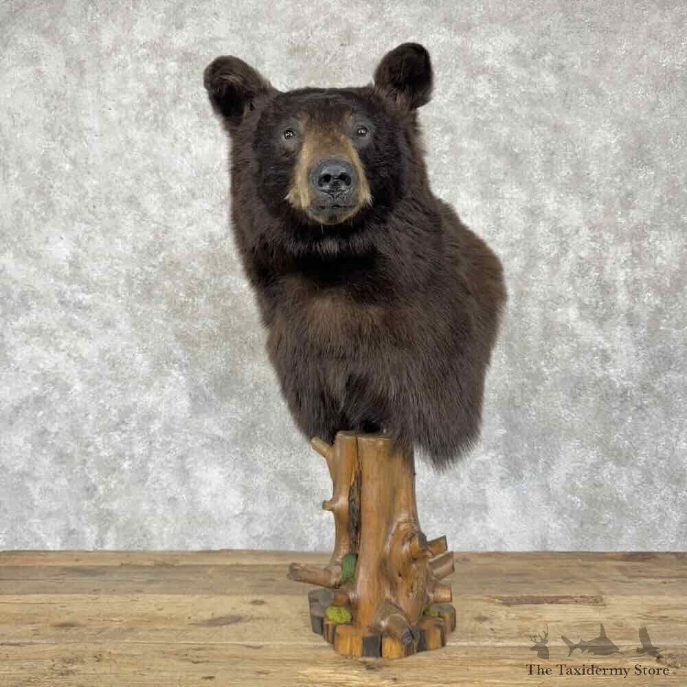 Chocolate Black Bear Pedestal Mount For Sale #30801 @ The Taxidermy Store