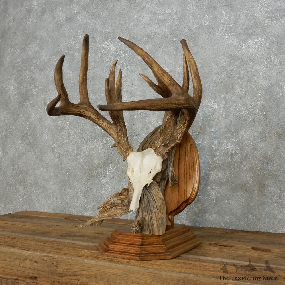 Whitetail Deer Quad Main Beam Antler Mount For Sale #14009 @ The Taxidermy Store