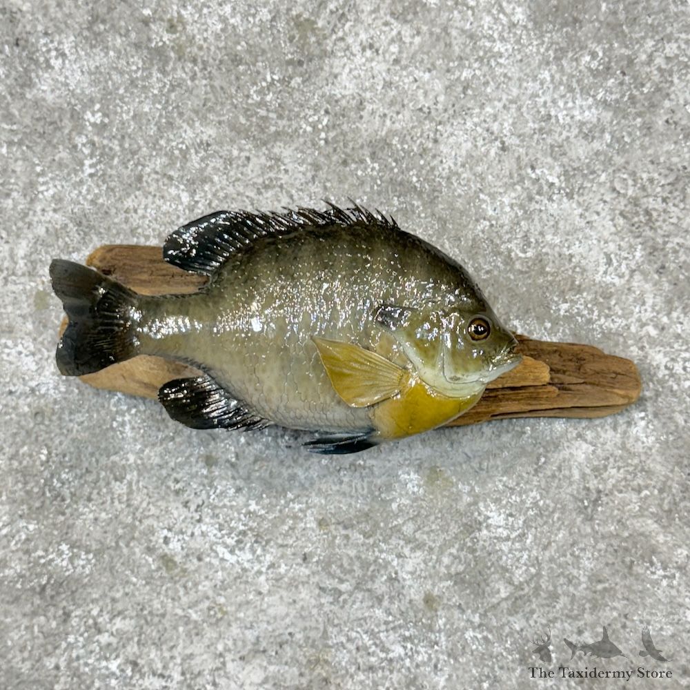 Bluegill Fish Mount For Sale #29815 @ The Taxidermy Store