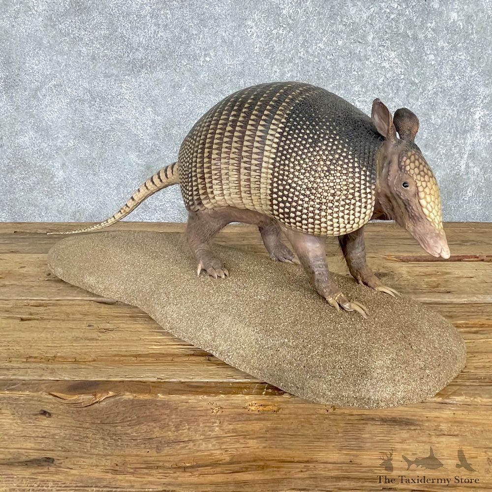 Armadillo Life-Size Mount For Sale #24168 @ The Taxidermy Store