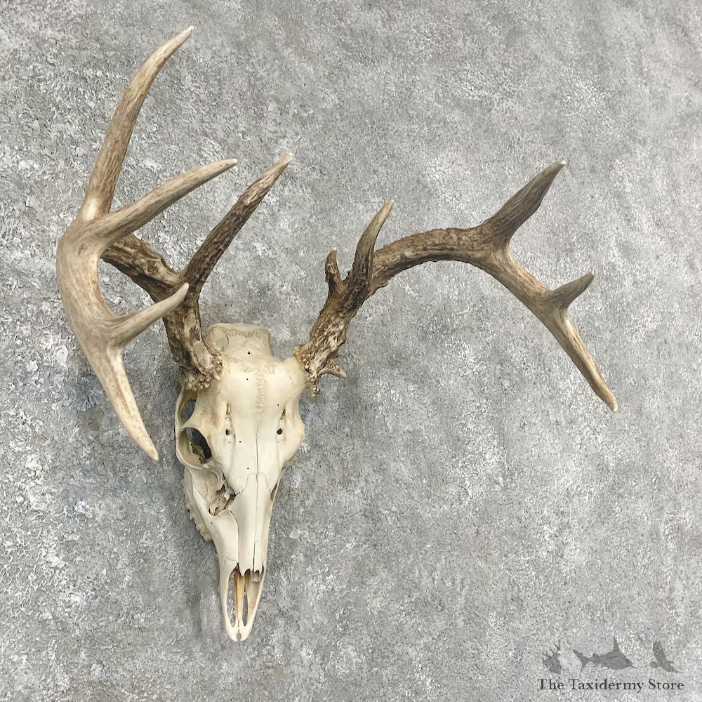 Whitetail Deer Skull European Mount For Sale #25902 @ The Taxidermy Store