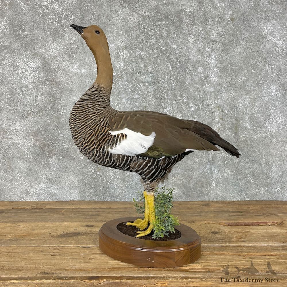 Upland (Magellan) Goose Bird Mount For Sale #25285 @ The Taxidermy Store