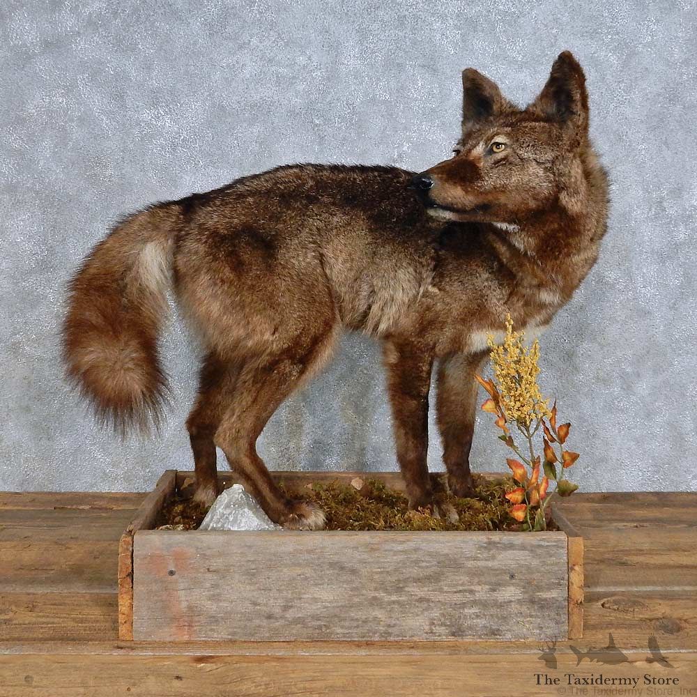 Black Coyote Life-Size Mount For Sale #14708 @ The Taxidermy Store