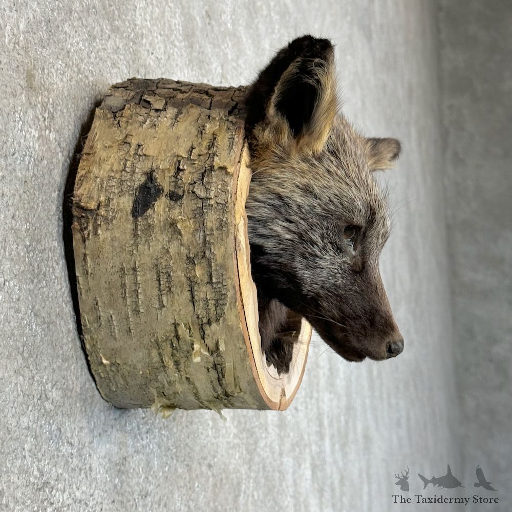 Silver Fox Head Mount For Sale #29692 @ The Taxidermy Store