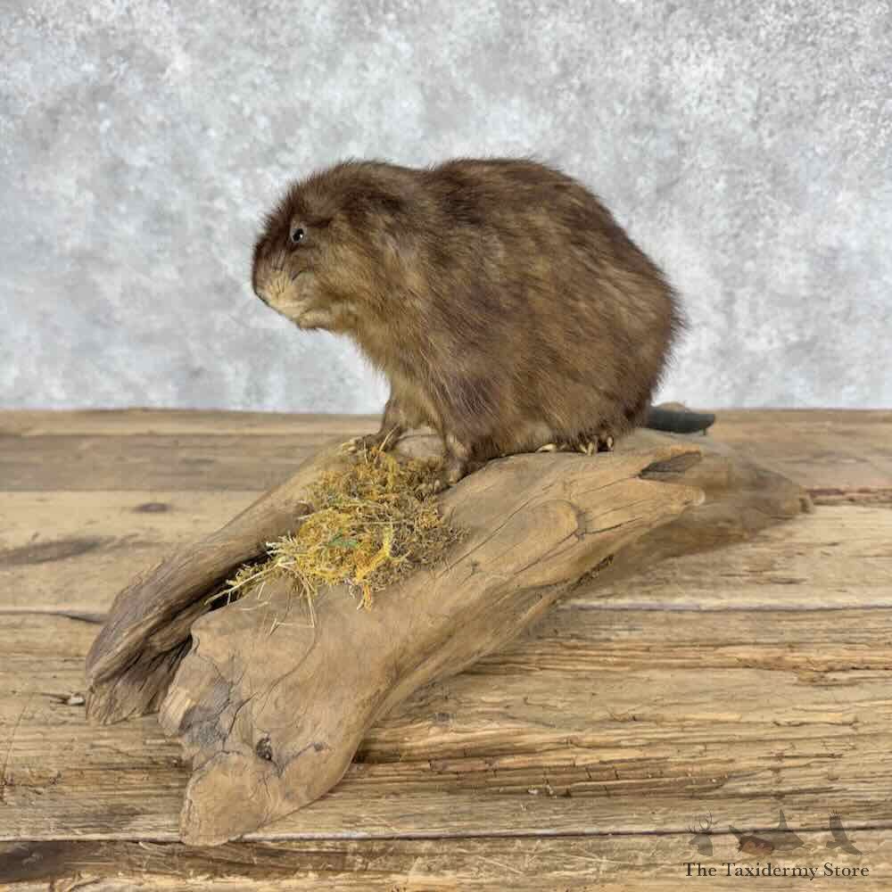Muskrat Life Size Mount For Sale #32048 @ The Taxidermy Store