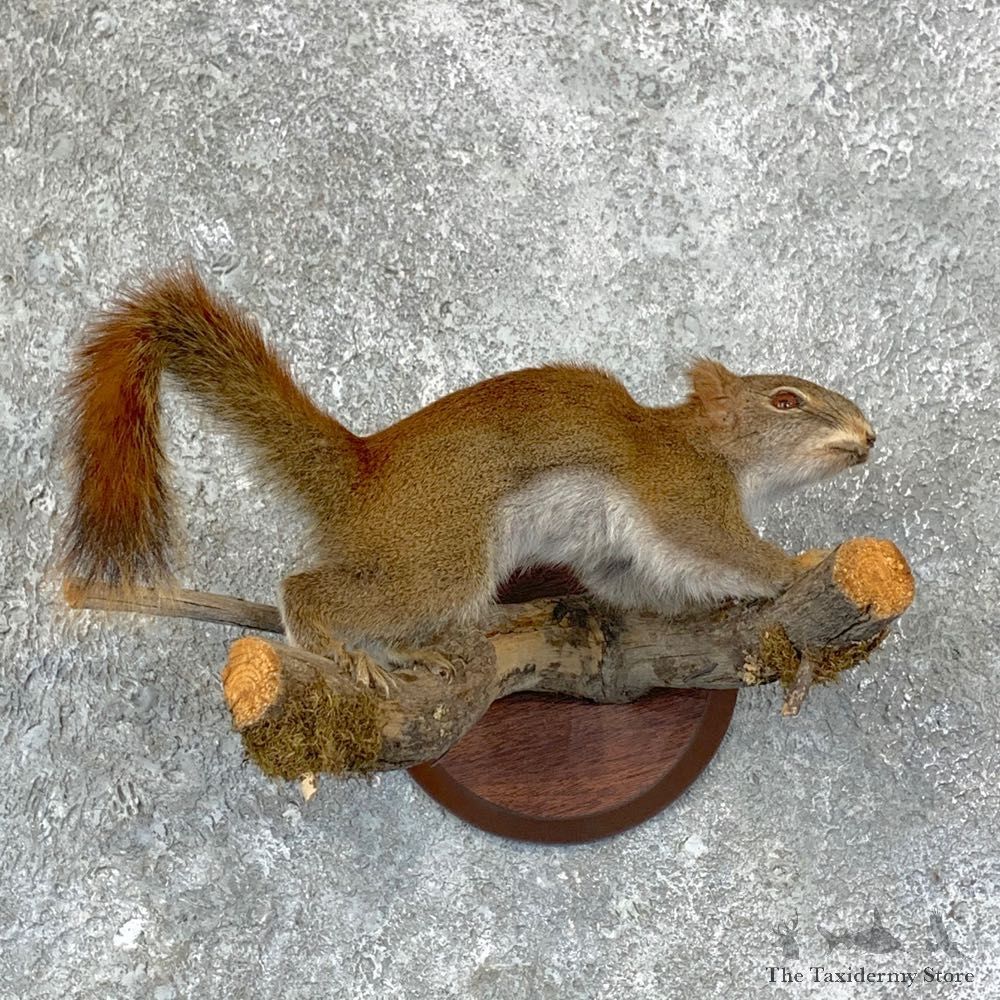 Red Squirrel Life-Size Mount For Sale #22948 @ The Taxidermy Store