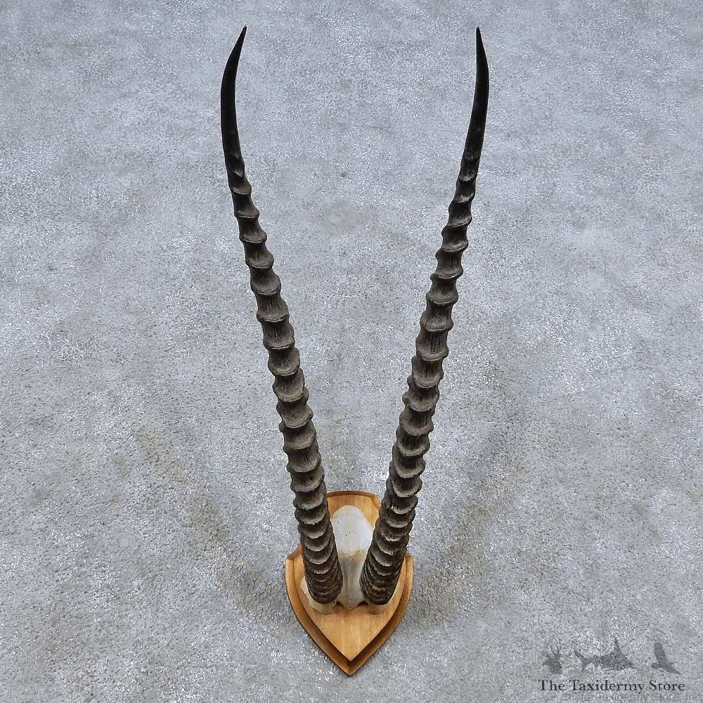 Grants Gazelle Horn Plaque Mount For Sale #14501 @ The Taxidermy Store