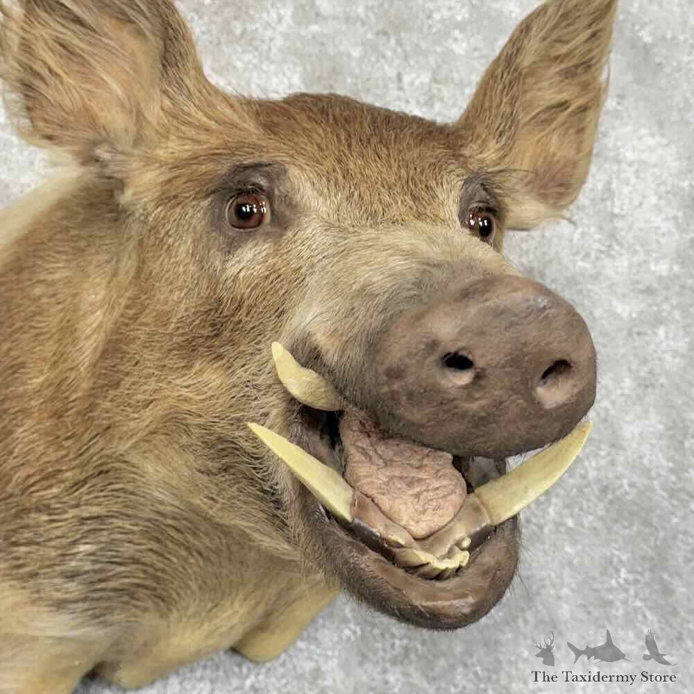 Wild Boar Shoulder Mount For Sale #30387 @ The Taxidermy Store