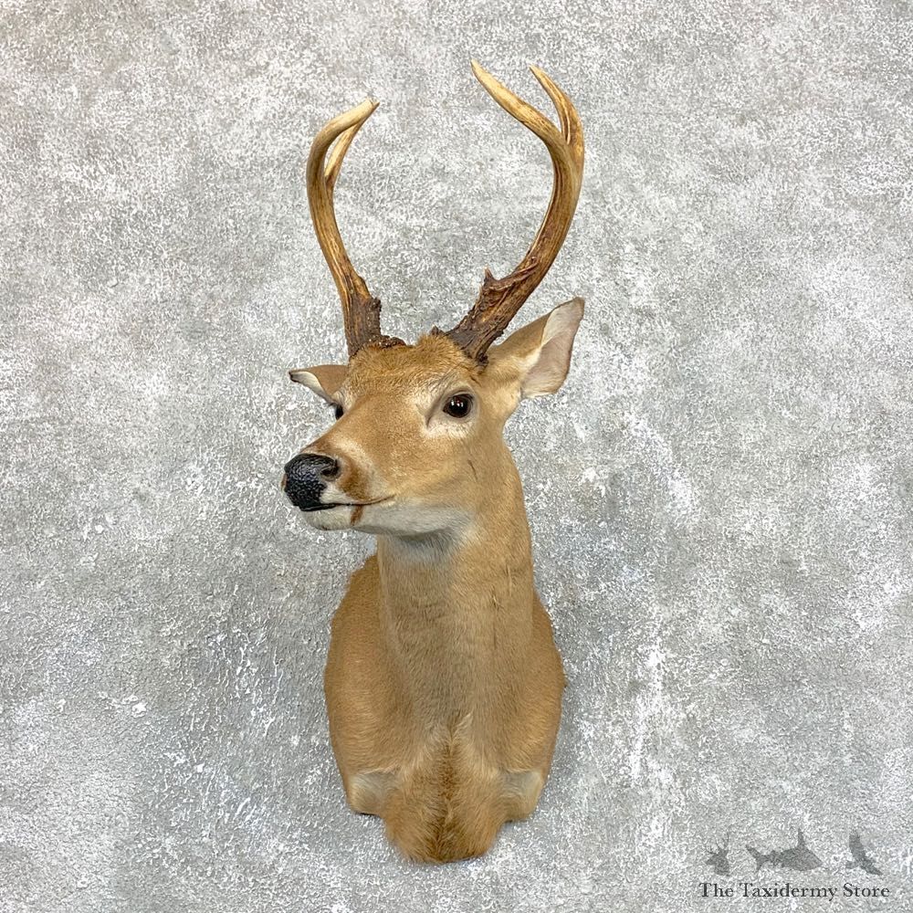 Whitetail Deer Shoulder Mount #23814 For Sale - The Taxidermy Store
