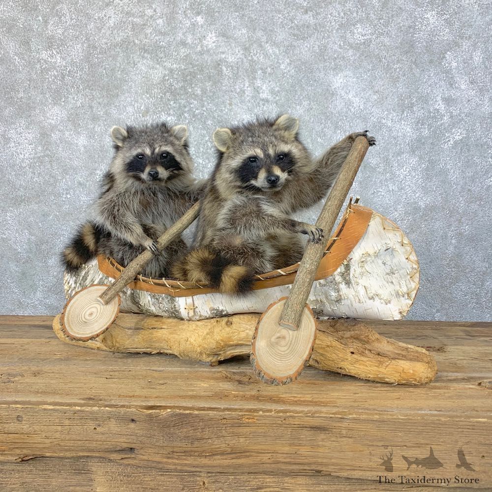 Canoeing Pals Novelty Mount For Sale #23919 @ The Taxidermy Store