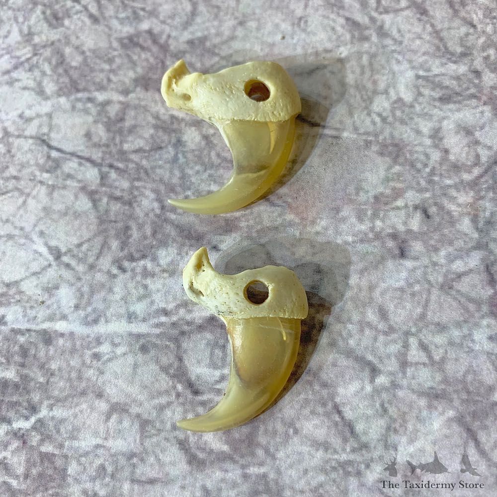 Mountain Lion Cougar Taxidermy Authentic Claws #21918 For Sale @ The Taxidermy Store