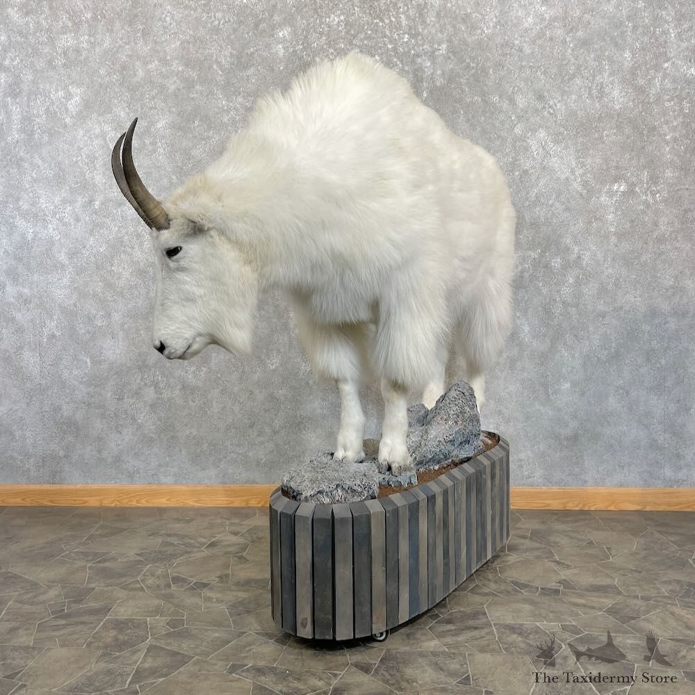 Mountain Goat Life-Size Mount For Sale #27791 @ The Taxidermy Store