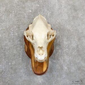 Inland Grizzly Bear Skull Mount For Sale #19530 @ The Taxidermy Store