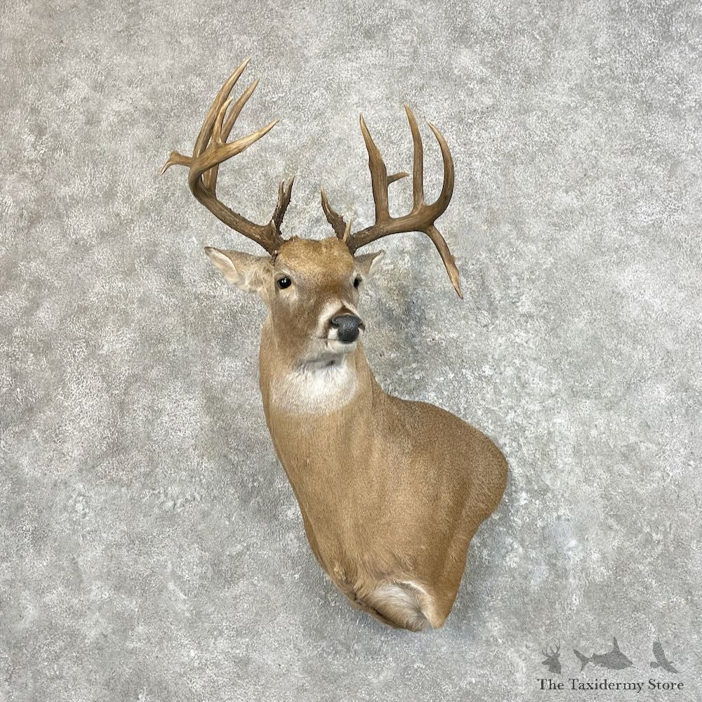 Whitetail Deer Wall Pedestal Shoulder Mount For Sale #27789 - The Taxidermy Store