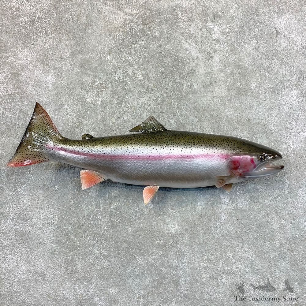 Reproduction Rainbow Trout Fish Mount For Sale #23550 @ The Taxidermy Store