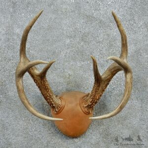 Whitetail Deer Antlers Taxidermy Mount #12981 For Sale @ The Taxidermy Store