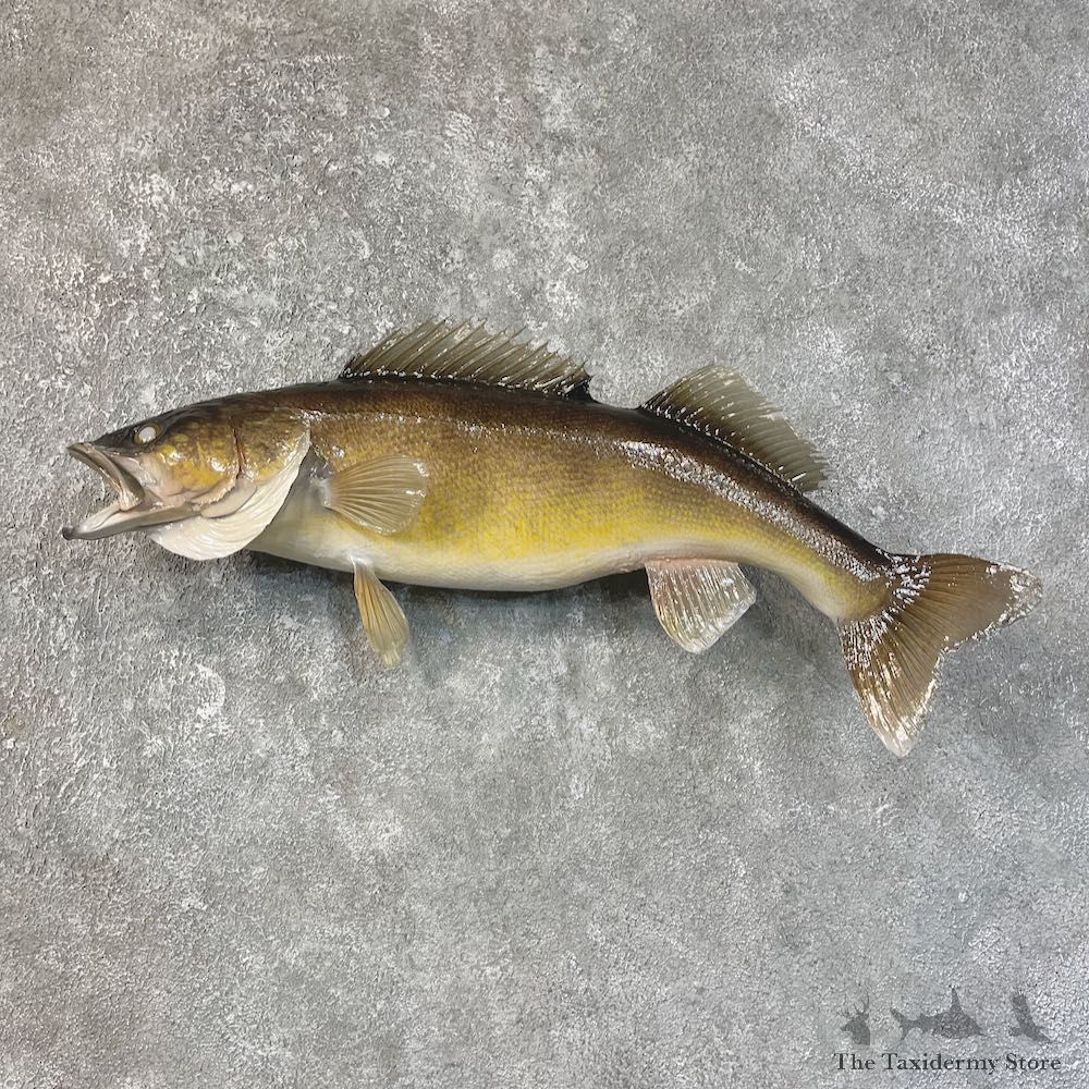Walleye Taxidermy Fish Mount #25205 For Sale @ The Taxidermy Store