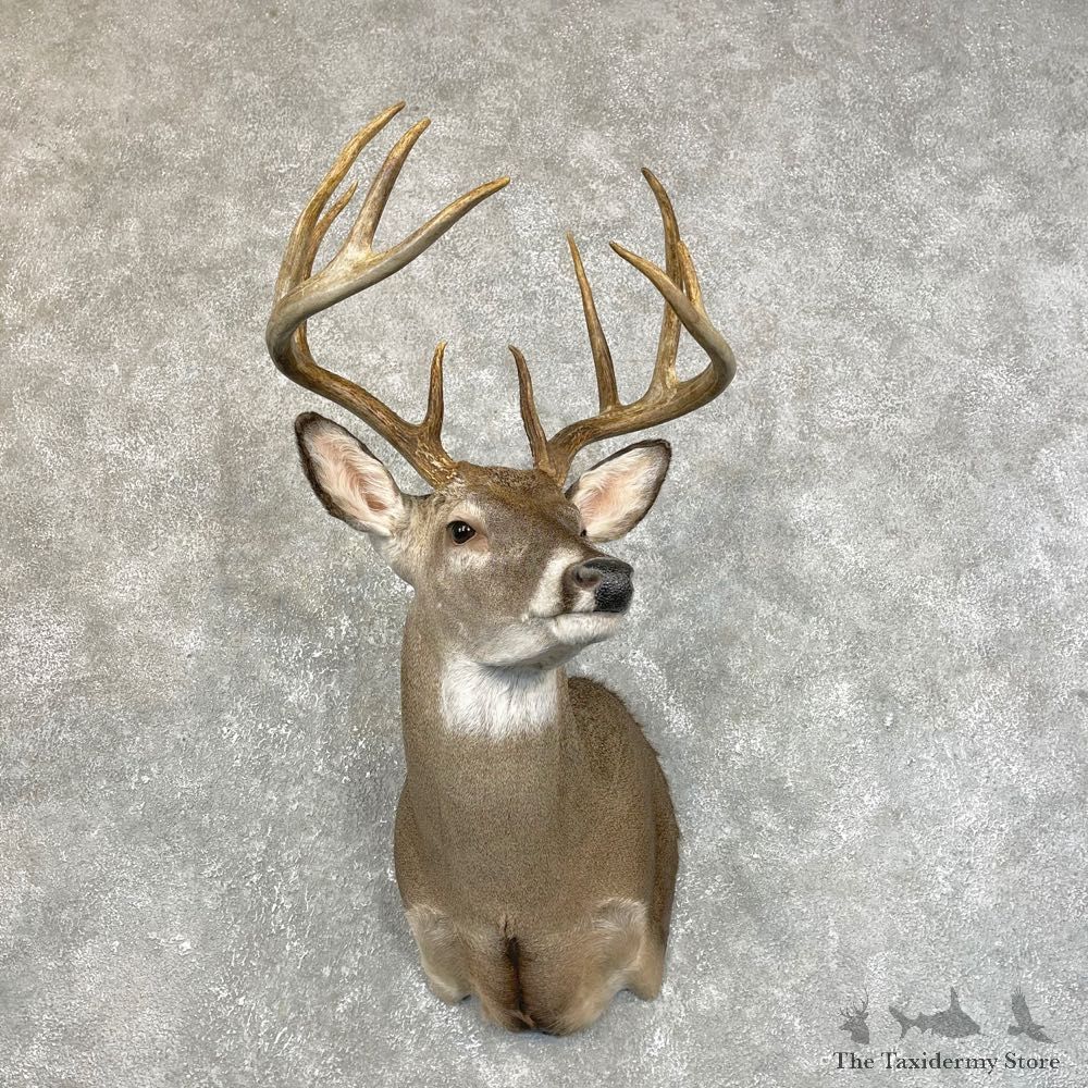 Whitetail Deer Shoulder Mount #24213 For Sale - The Taxidermy Store