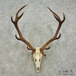Red Deer Stag Skull European Mount For Sale #15813 @ The Taxidermy Store
