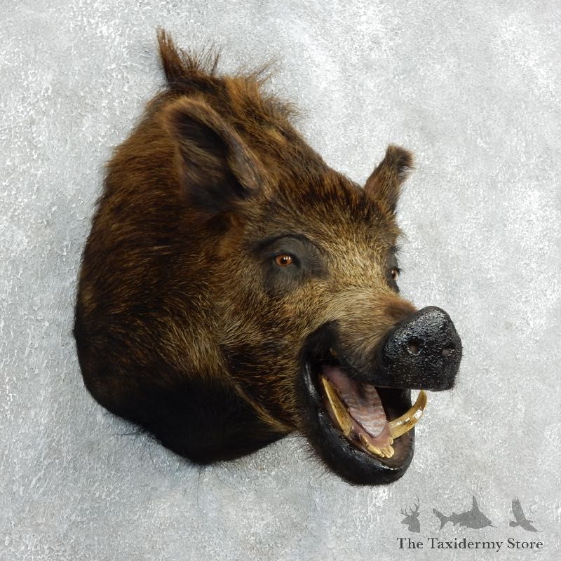 Wild Boar Shoulder Mount For Sale #18054 @ The Taxidermy Store