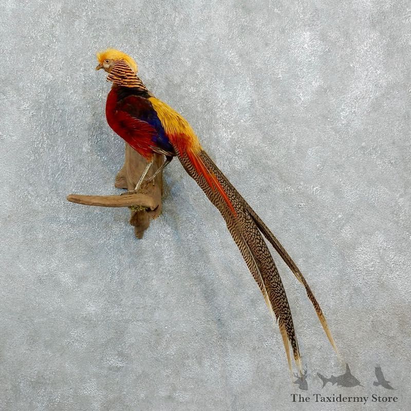 Golden Pheasant Taxidermy Bird Mount For Sale @ The Taxidermy Store-18247