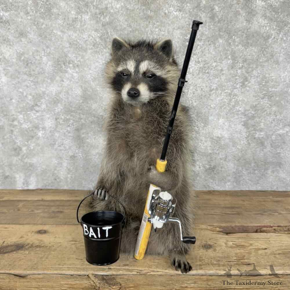Fishing Raccoon Novelty Mount For Sale #30693 @ The Taxidermy Store