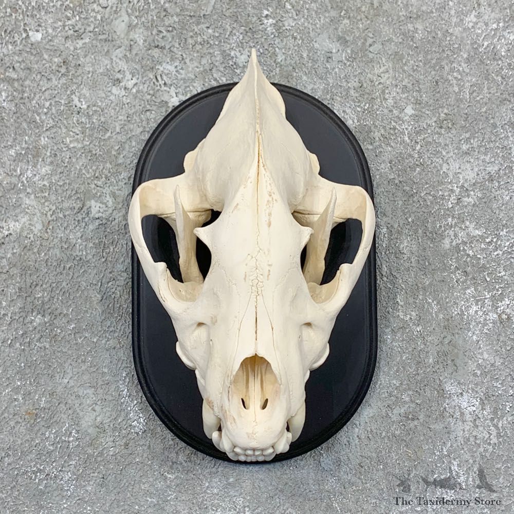 African Spotted Hyena Full Skull Taxidermy Mount #23570 For Sale @ The Taxidermy Store